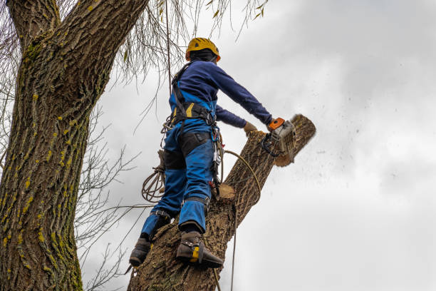 How Our Tree Care Process Works  in  Hurleyville, NY